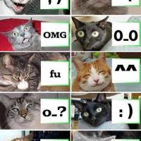 Funny cat picture - cat faces!